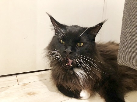 カールアップカフェ