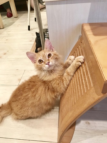 カールアップカフェ