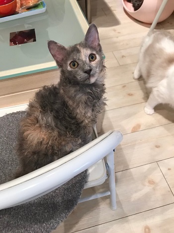 カールアップカフェ