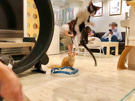 カールアップカフェ