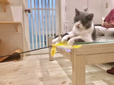 カールアップカフェ