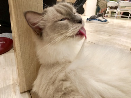 カールアップカフェ