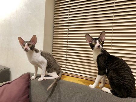 カールアップカフェ