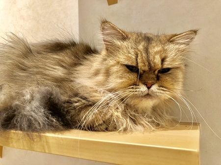 カールアップカフェ