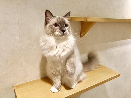 カールアップカフェ