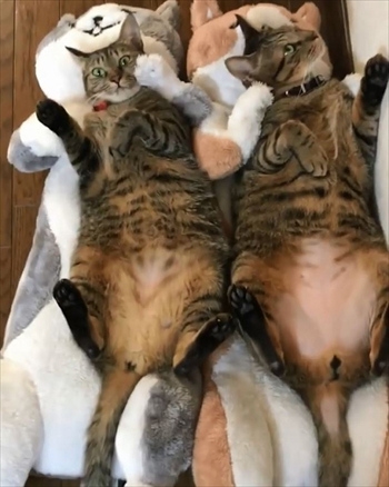 糸ちゃん半くん