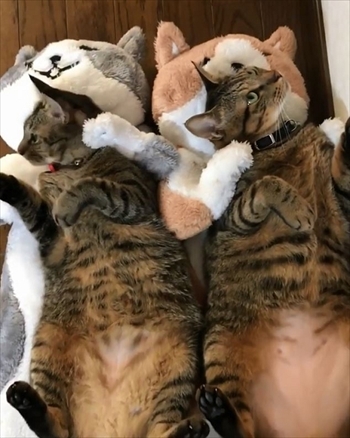 糸ちゃん半くん