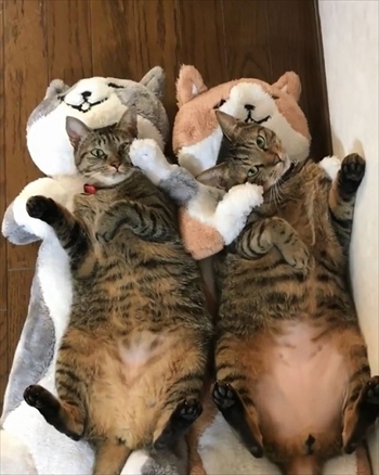 糸ちゃん半くん