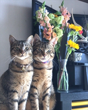 糸ちゃん半くん