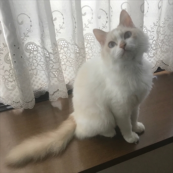 糸ちゃん半くん