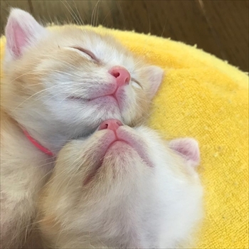 糸ちゃん半くん