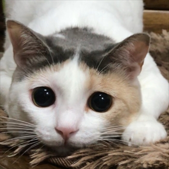 糸ちゃん半くん