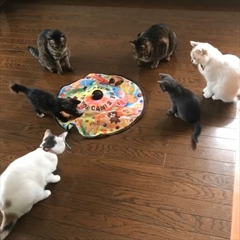 糸ちゃん半くん