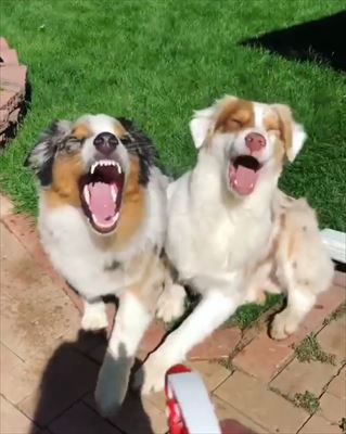 犬