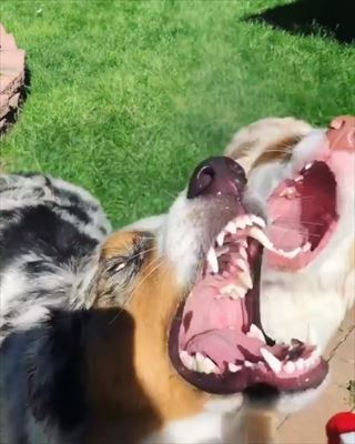 犬