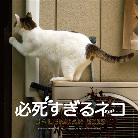 必死すぎるネコカレンダー