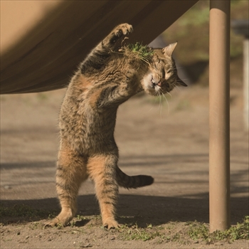 必死すぎるネコカレンダー