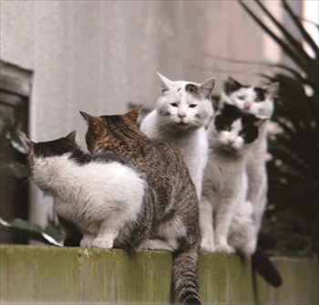 必死すぎるネコカレンダー