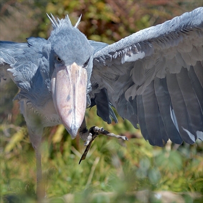 旅好きが選ぶ日本の動物園・水族館ランキング