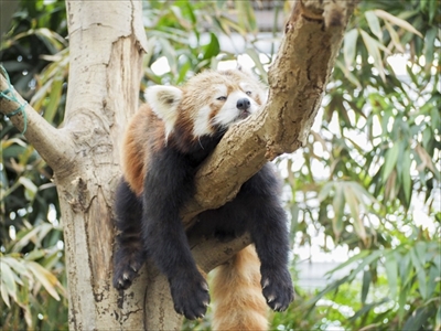 旅好きが選ぶ日本の動物園・水族館ランキング
