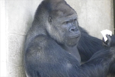 旅好きが選ぶ日本の動物園・水族館ランキング