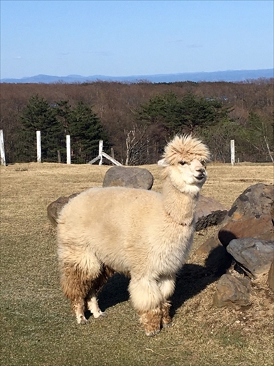 旅好きが選ぶ日本の動物園・水族館ランキング