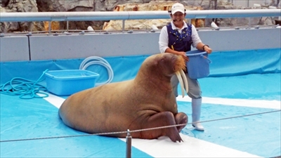 旅好きが選ぶ日本の動物園・水族館ランキング
