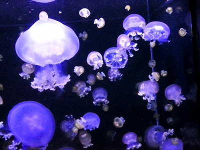 旅好きが選ぶ日本の動物園・水族館ランキング