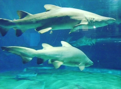 旅好きが選ぶ日本の動物園・水族館ランキング