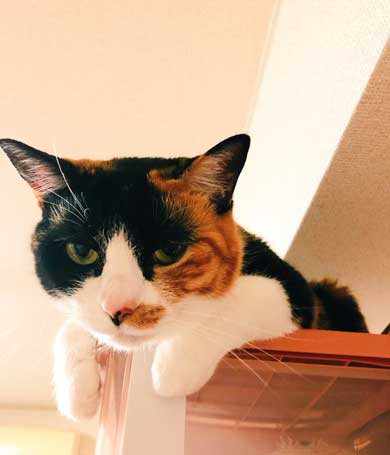 ブラック企業 社員 猫 変身 モフ田 通勤 電車