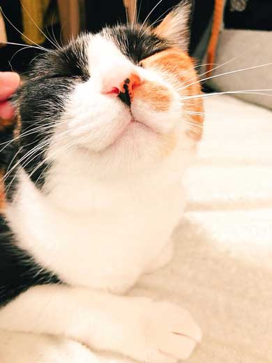 ブラック企業 社員 猫 変身 モフ田 通勤 電車