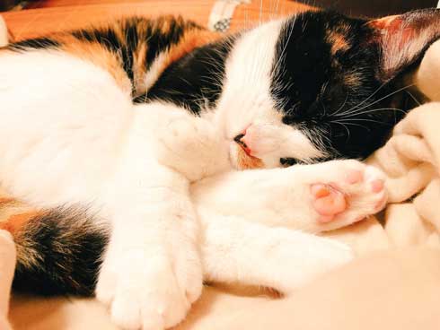 ブラック企業 社員 猫 変身 モフ田 通勤 電車