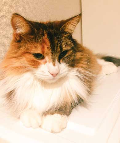 ブラック企業 社員 猫 変身 モフ田 通勤 電車