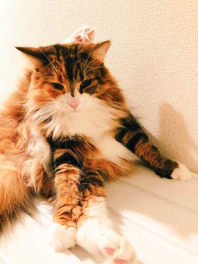 ブラック企業 社員 猫 変身 モフ田 通勤 電車