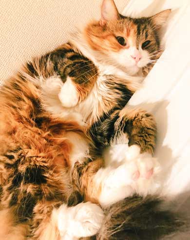 ブラック企業 社員 猫 変身 モフ田 通勤 電車