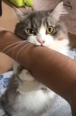 腕をハムハムする猫ちゃん