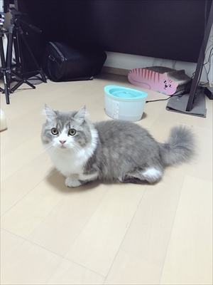 腕をハムハムする猫ちゃん