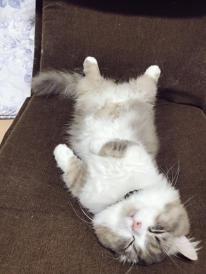 腕をハムハムする猫ちゃん