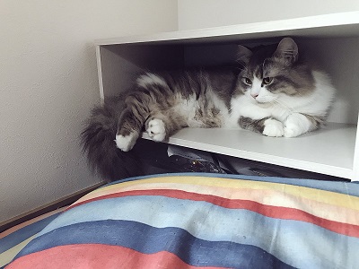 腕をハムハムする猫ちゃん