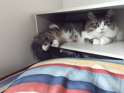 腕をハムハムする猫ちゃん