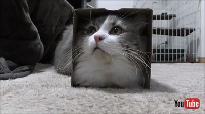 腕をハムハムする猫ちゃん