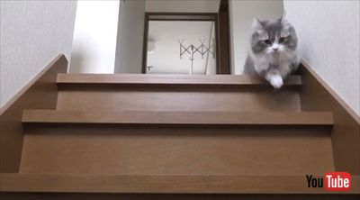 腕をハムハムする猫ちゃん