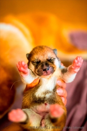 秋田犬のおやこ