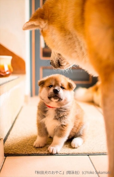 秋田犬のおやこ