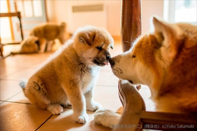 秋田犬のおやこ