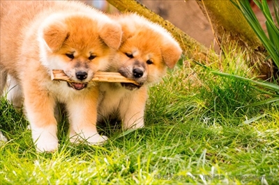 秋田犬のおやこ