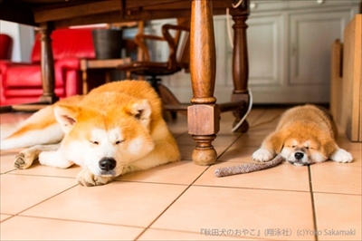 秋田犬のおやこ