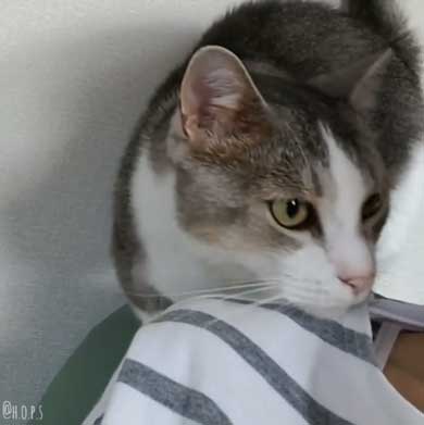 猫 かまってほしい ラブラブ かむ