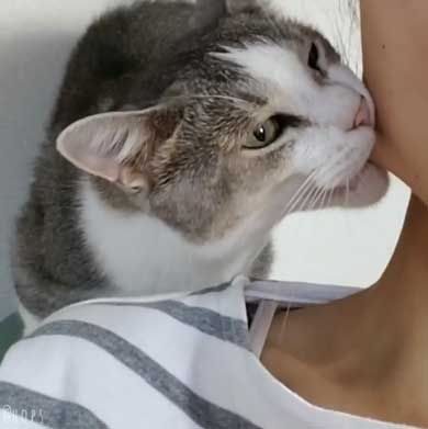 猫 かまってほしい ラブラブ かむ