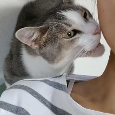 猫 かまってほしい ラブラブ かむ